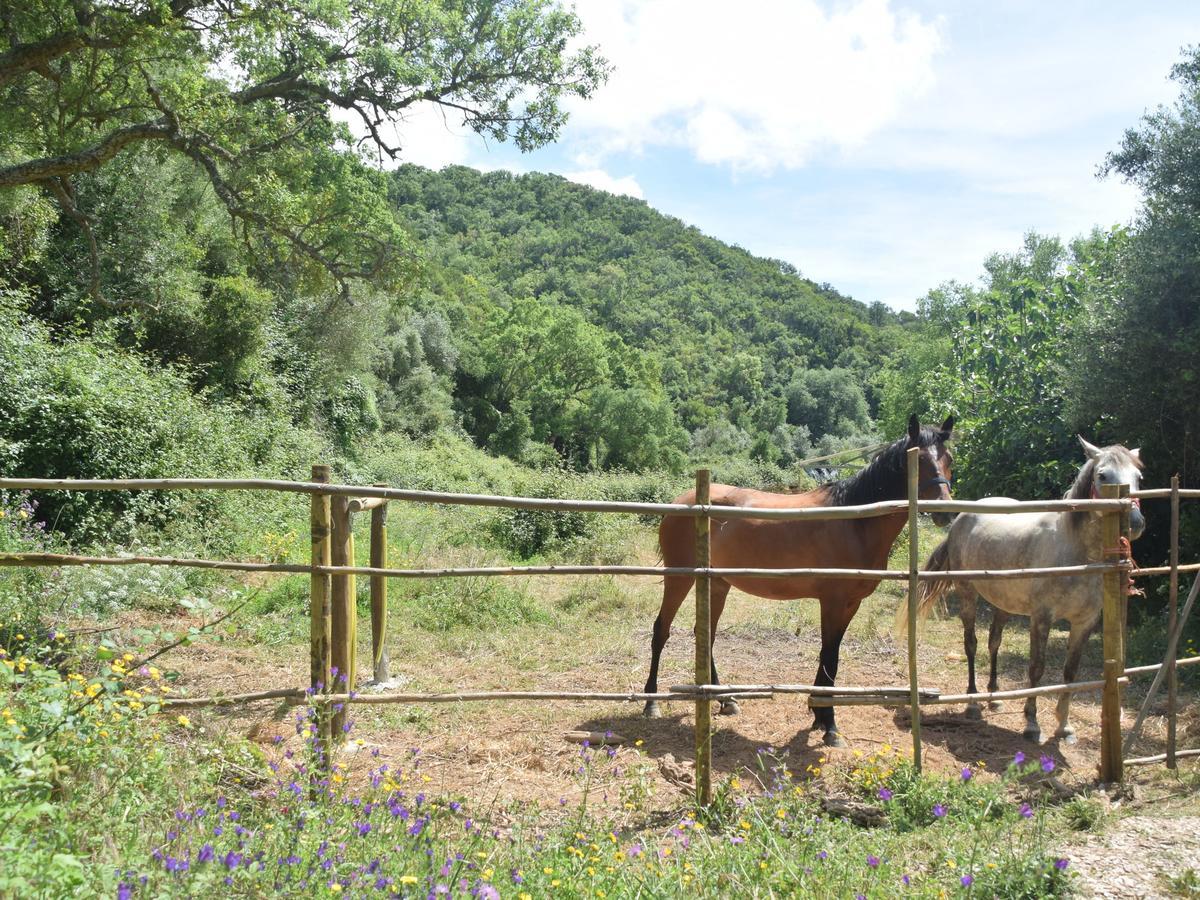 Troviscais Quiet And Cottage In The Estate Casas Da Cerca מראה חיצוני תמונה